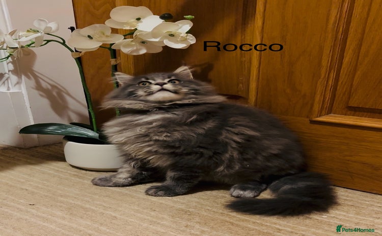 Maine Coon cats - Advert 4