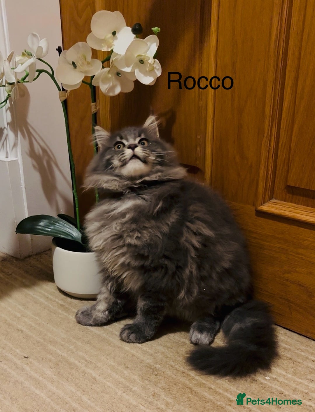 Maine Coon cats for sale: Maine Coon kittens outstanding quality - Advert 1