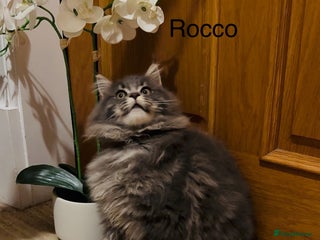 Maine Coon cats - Advert 13