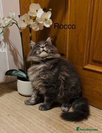 Maine Coon cats - Advert 4