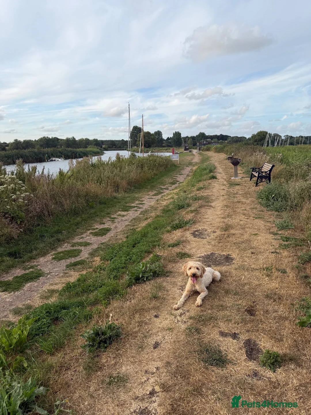 Cockapoo dogs for stud: Cockapoo stud in Beccles - Advert 1