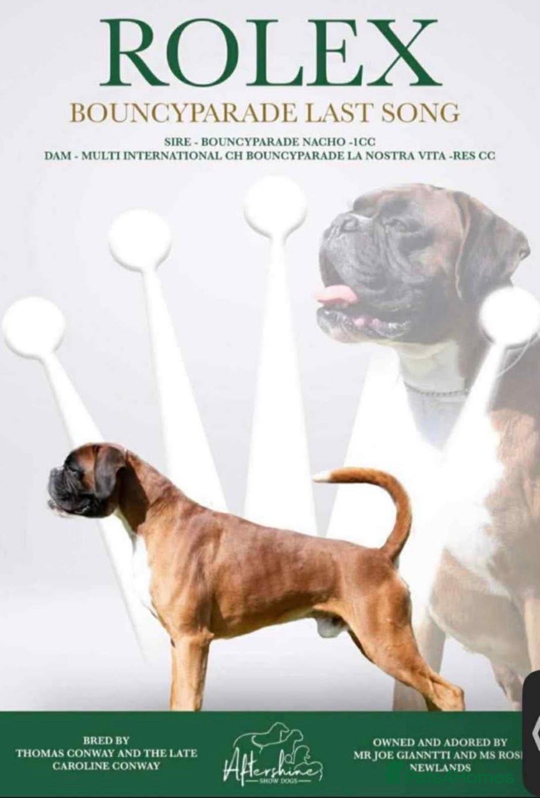 Boxer dogs for sale: KC Registered Boxer Puppies - Image 9