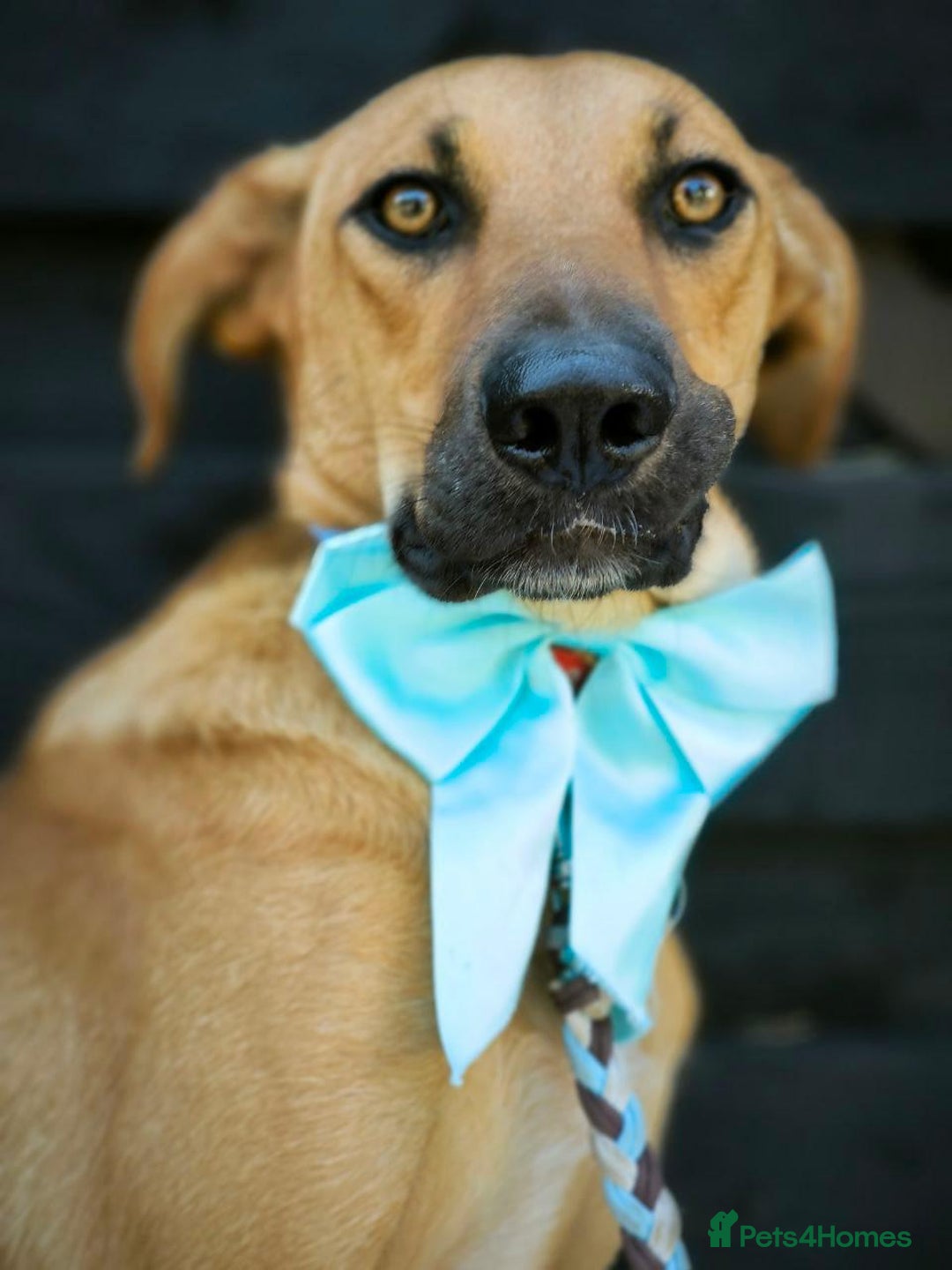 Mixed Breed dogs for adoption: 💖🐶 NIXIE 🐶💖 - Image 9