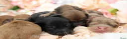 Miniature Dachshund dogs for sale: KC Longhair Miniature Dachshund Puppies - Advert 8