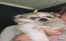 Pomchi dogs for sale: Pomchis for sale  - Image 11