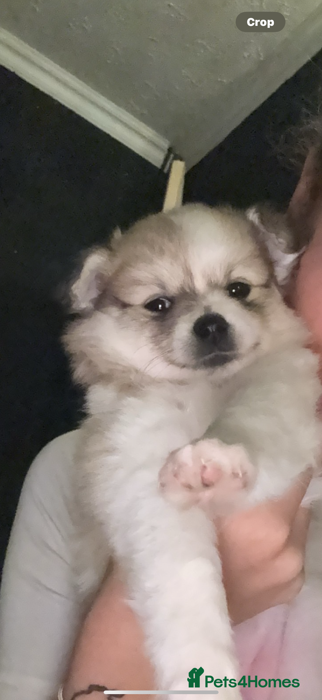 Pomchi dogs for sale: Pomchis for sale  - Image 11