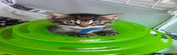 Mixed Breed cats for sale: Gorgeous kittens for sale - Advert 9
