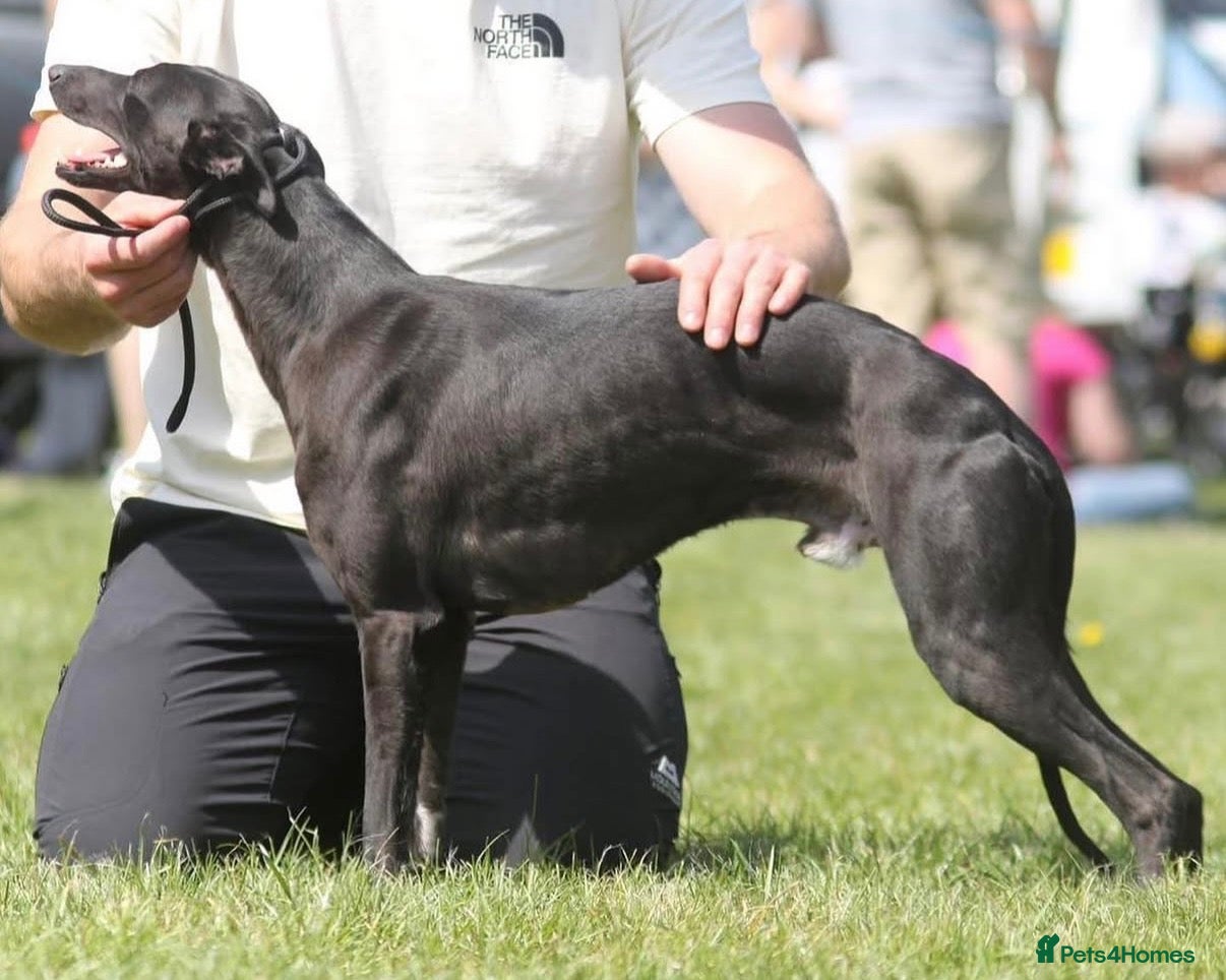 Whippet dogs for stud: KC Proven Whippet Dog For Stud - Advert 5