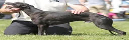 Whippet dogs for stud: KC Proven Whippet Dog For Stud - Advert 1