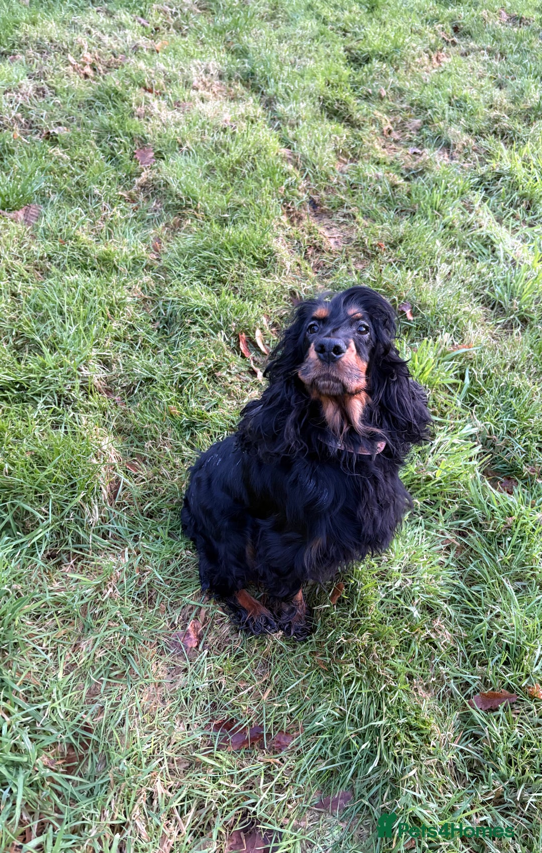 Cocker Spaniel dogs for sale: Beautiful show/working cocker spaniels 🐶🐾 - Advert 15