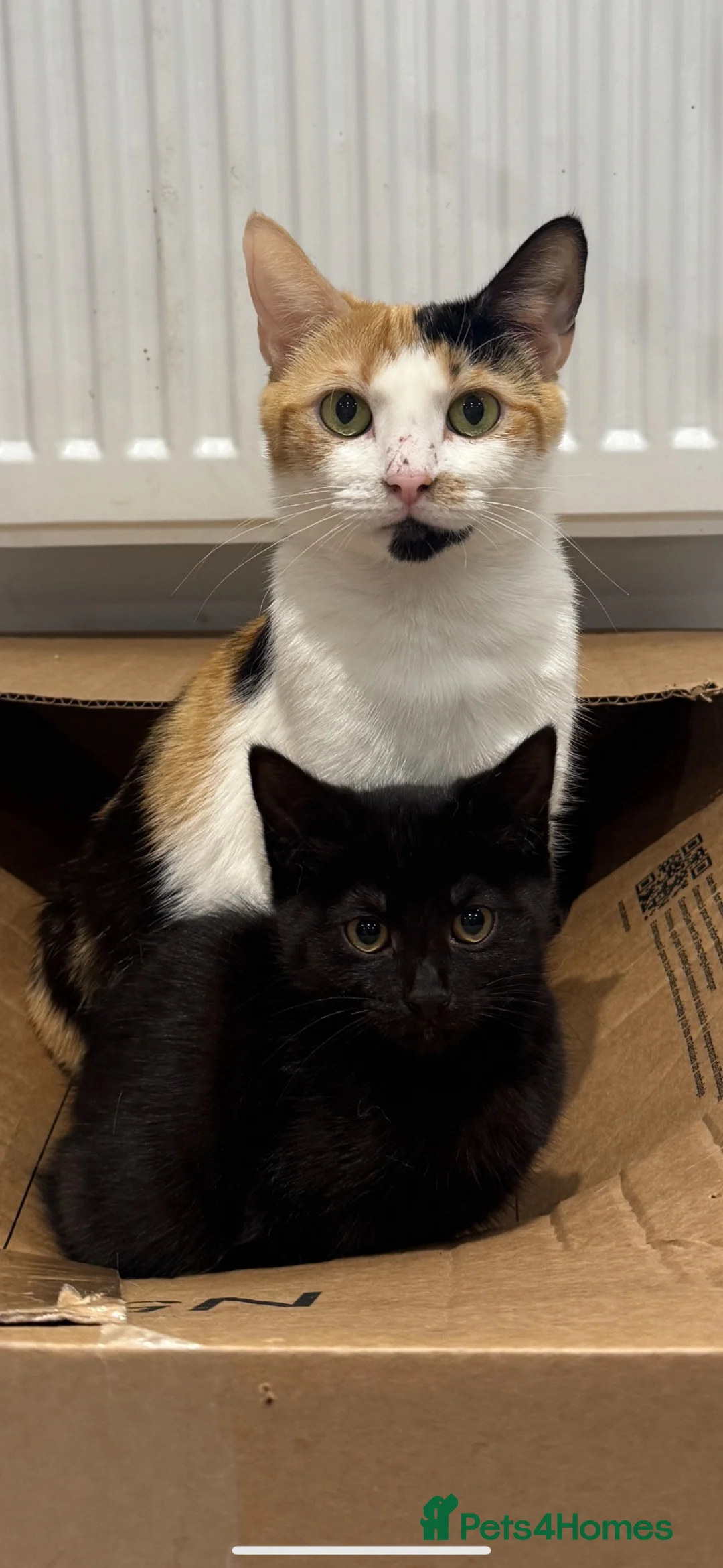 Mixed Breed cats for sale: 4 kittens looking for a loving home - Advert 2