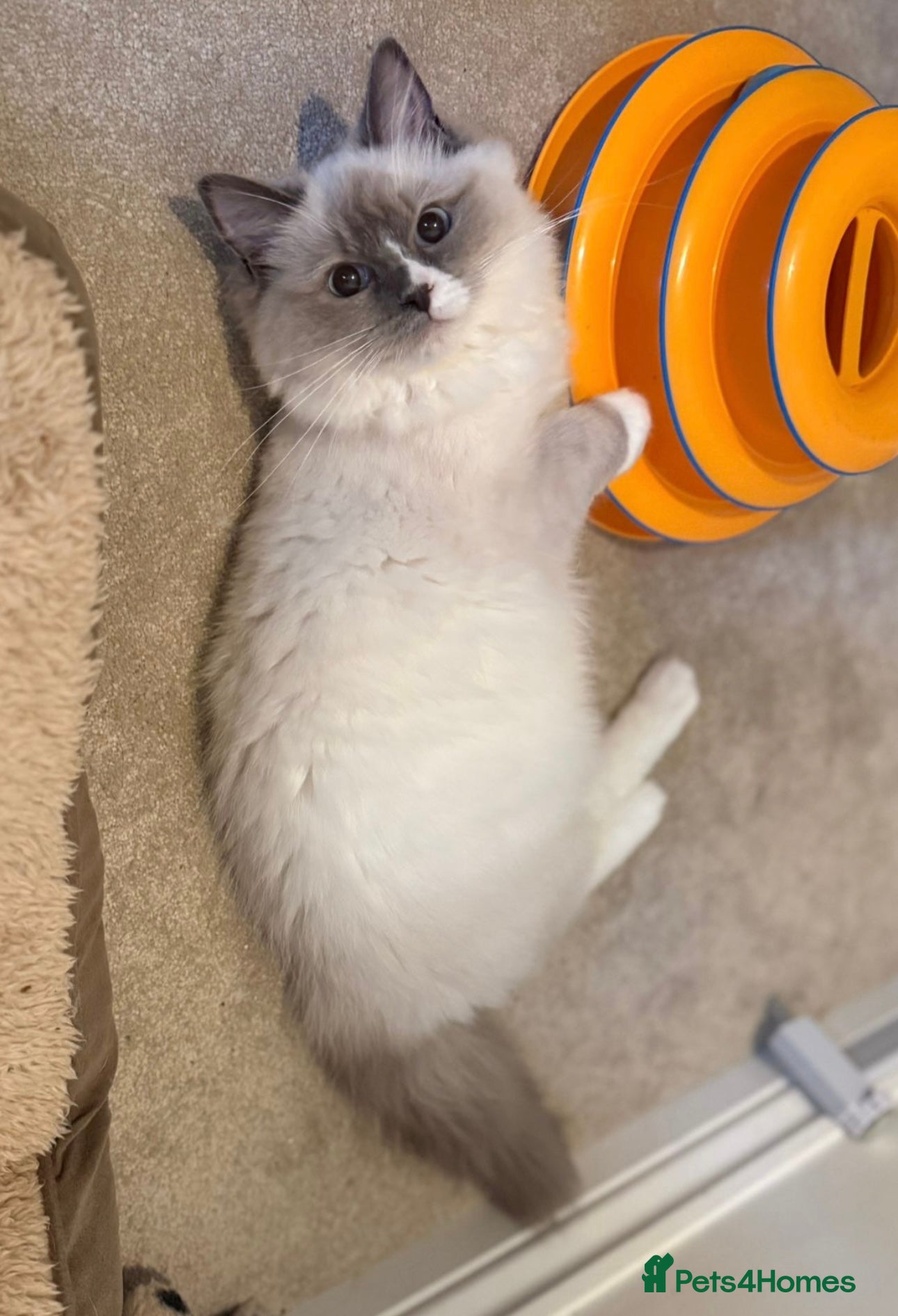 Ragdoll cats Beautiful blue mitted girl  - Advert 14