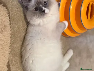 Ragdoll cats Beautiful blue mitted girl - Advert 14