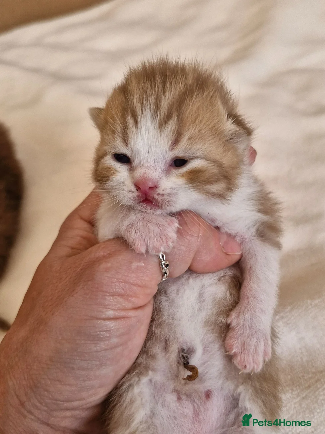 British Shorthair cats for sale: British shorthair kittens - Advert 1