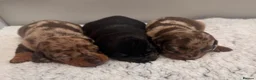 Miniature Dachshund dogs for sale: Miniature dachshund puppies - Advert 14