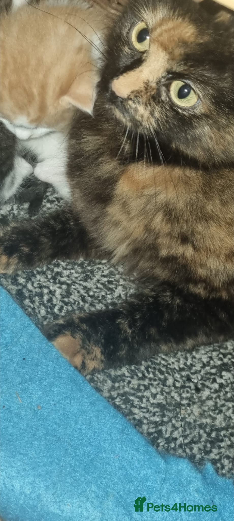Mixed Breed cats 4 kittens need rehoming  - Advert 3