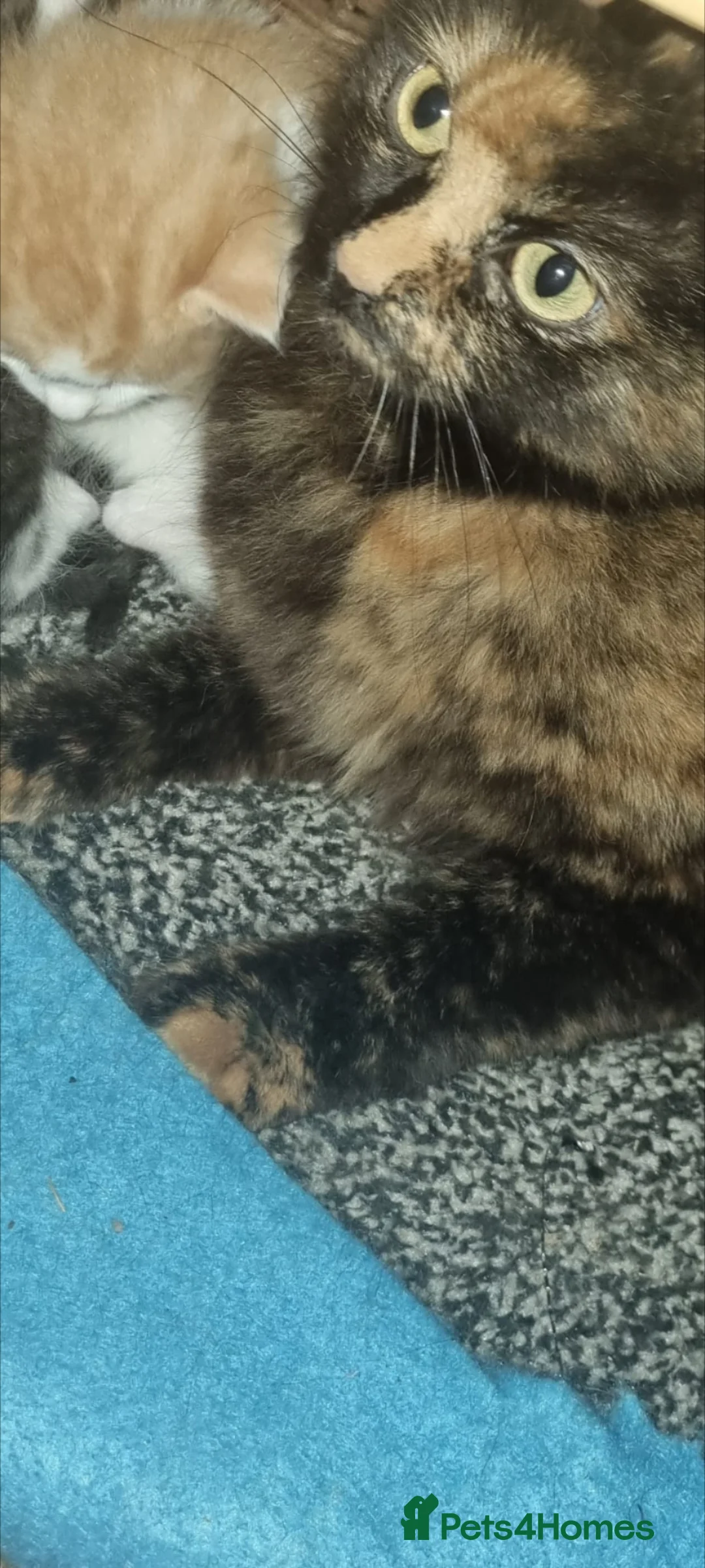 Mixed Breed cats for sale: 4 kittens need rehoming  - Advert 1
