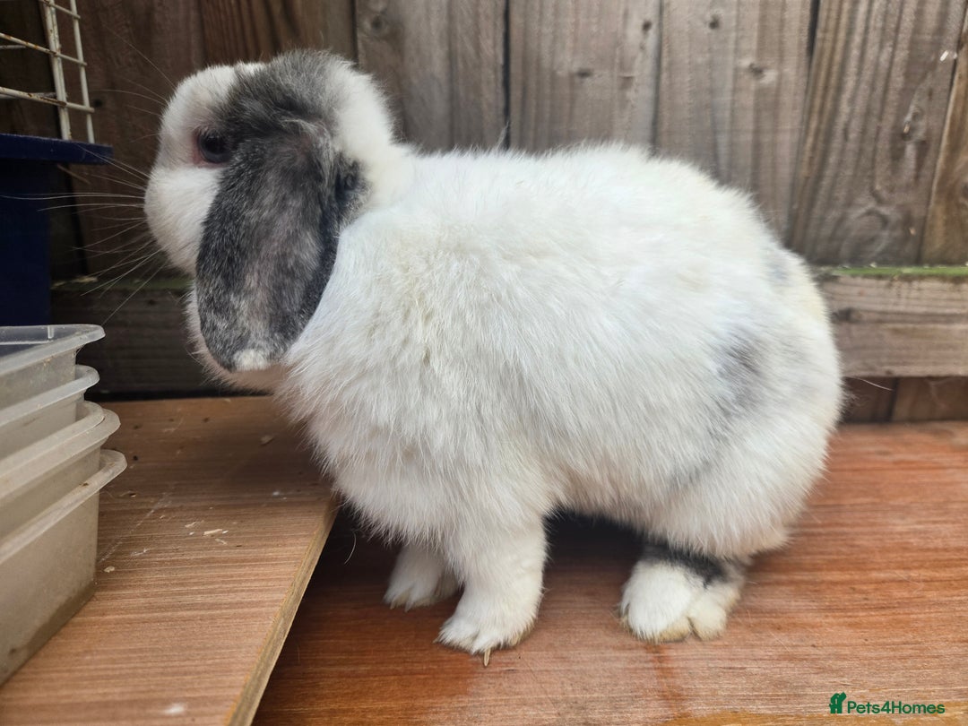 Mini Lop rabbits for sale: Stunning mini lops does - Image 6