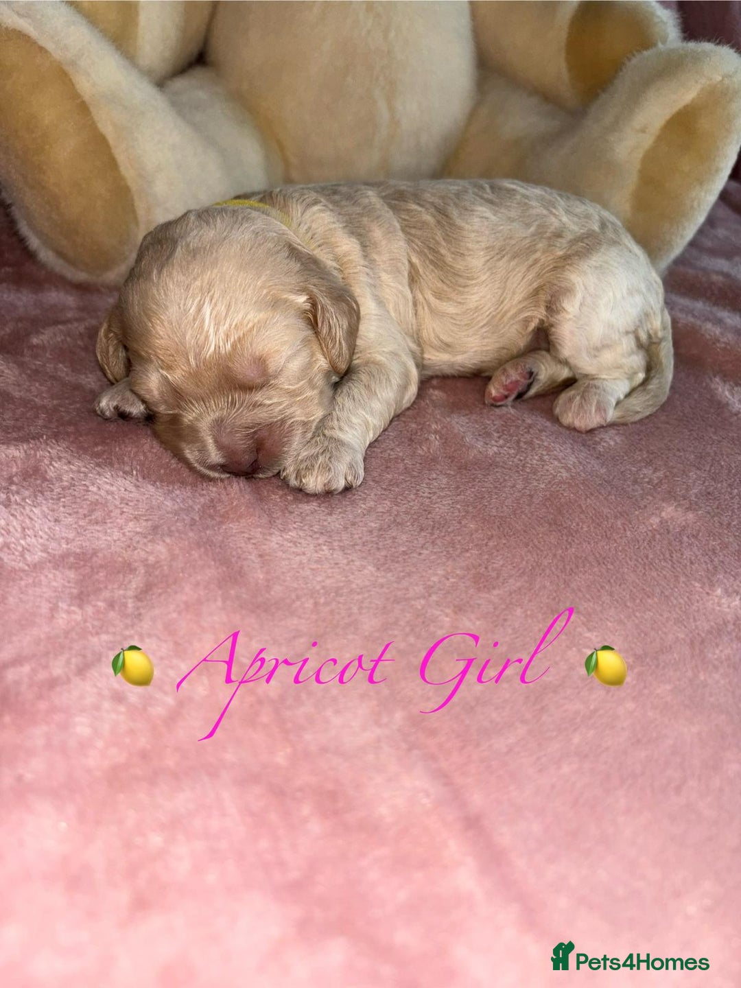 Cavapoo dogs for sale: BEAUTIFUL CAVAPOO PUPPIES HEALTH TESTED PARENTS  - Image 8