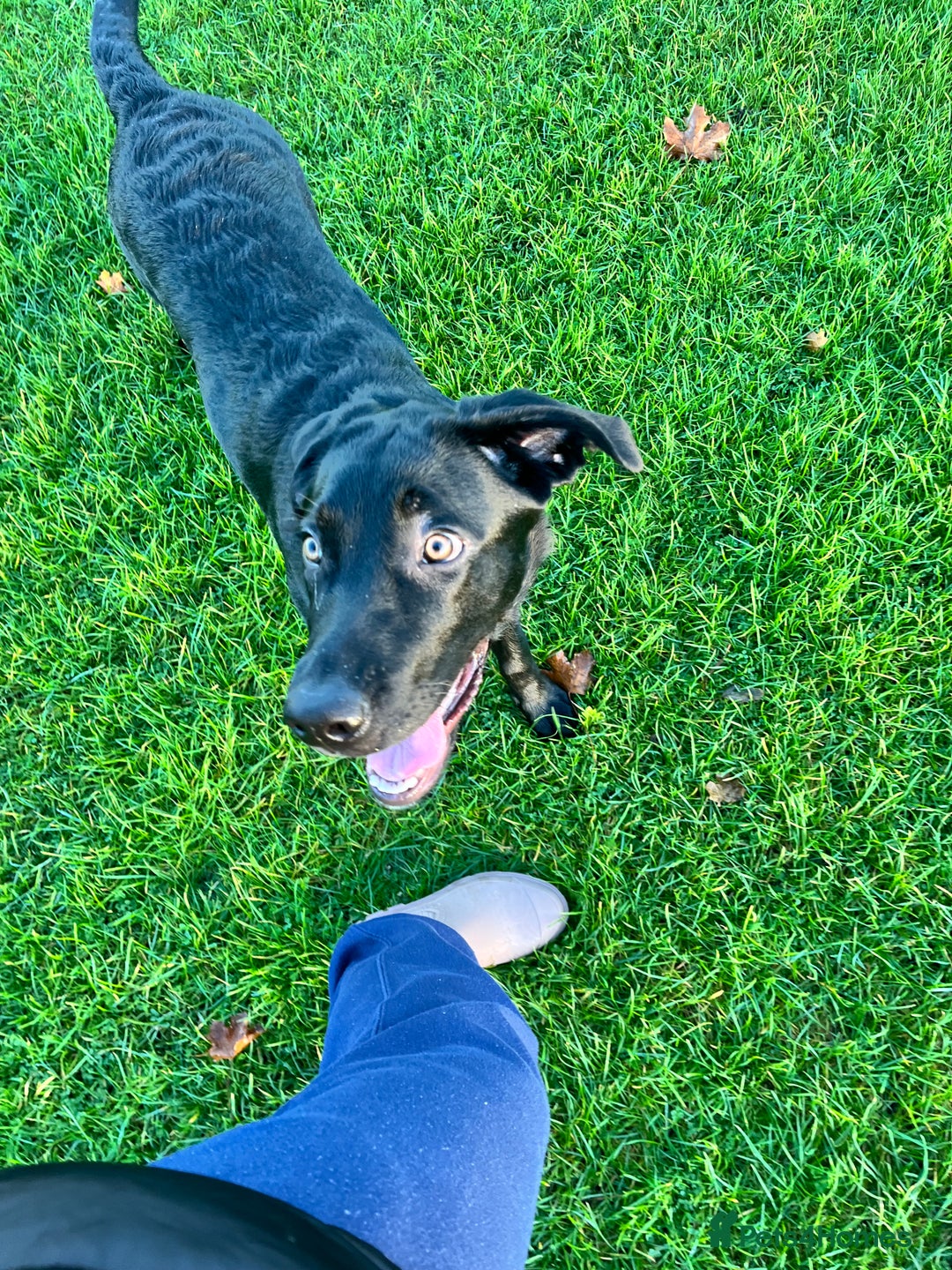 Mixed Breed dogs for sale: 6 month old Sheprador for sale  - Advert 7