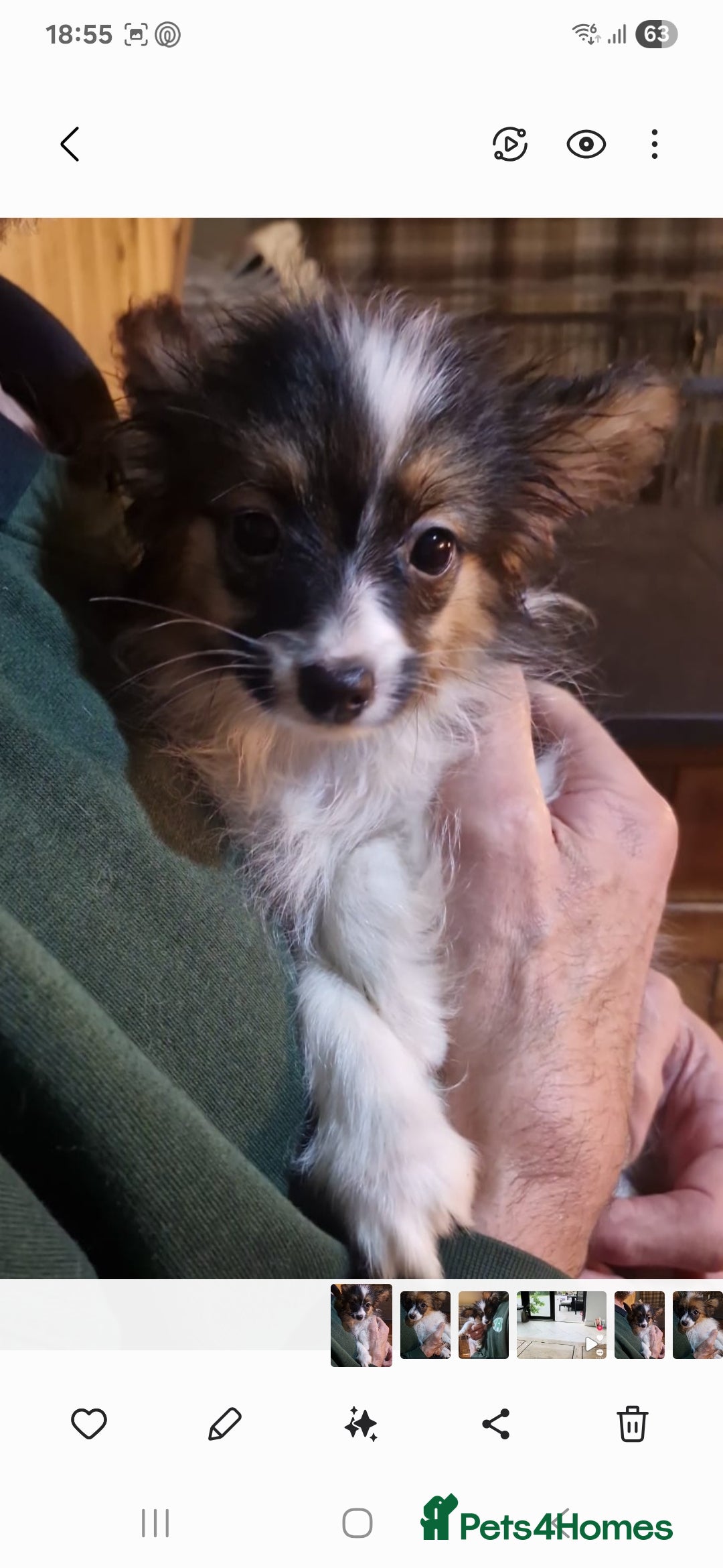 Papillon dogs for sale: Kennel Club registered Papillons - Advert 16