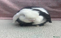 Mini Lop rabbits for sale: Pure bred mini lops - ready to leave  - Image 8