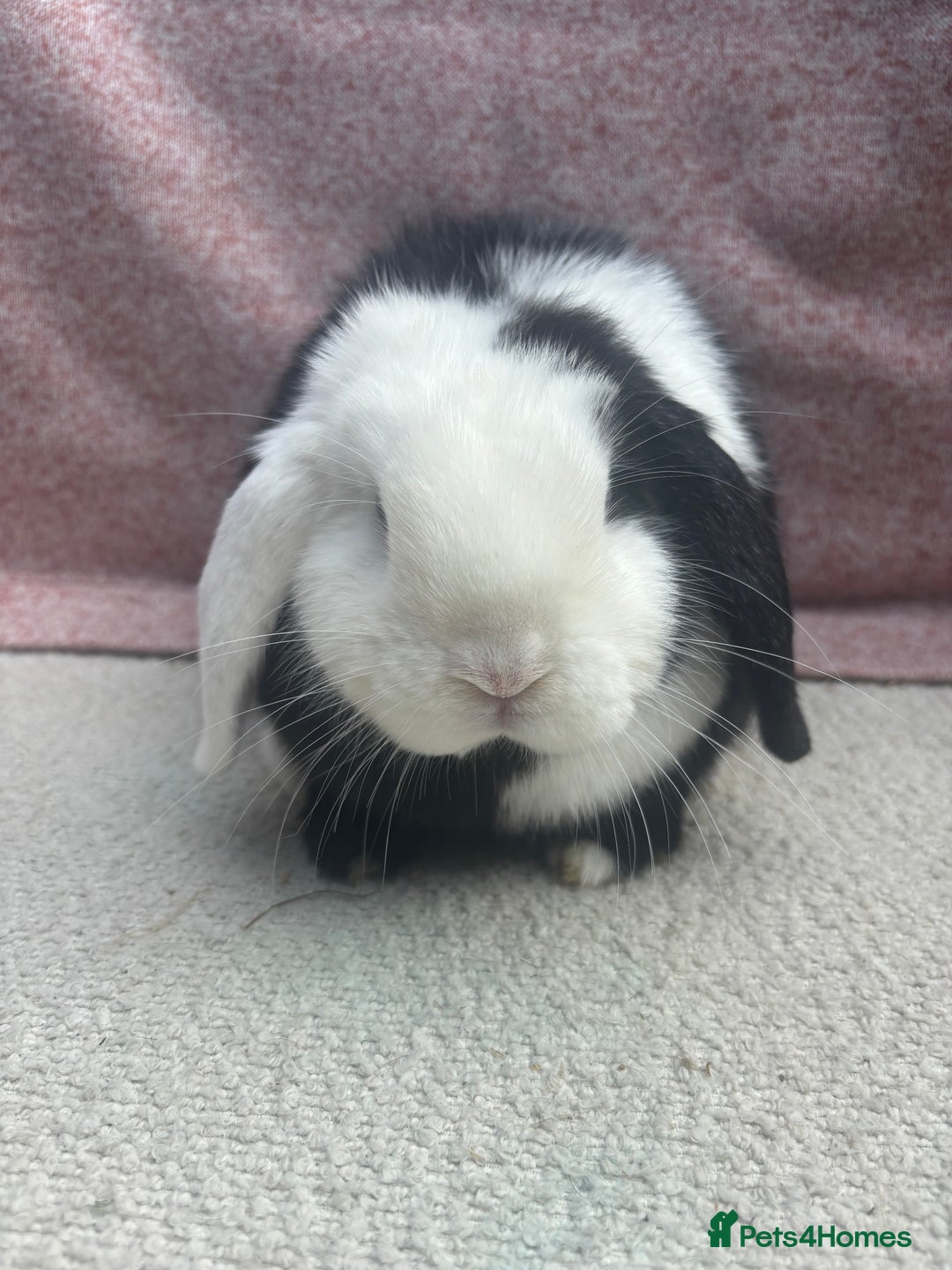 Mini Lop rabbits for sale: Pure bred mini lops - ready to leave  - Image 8
