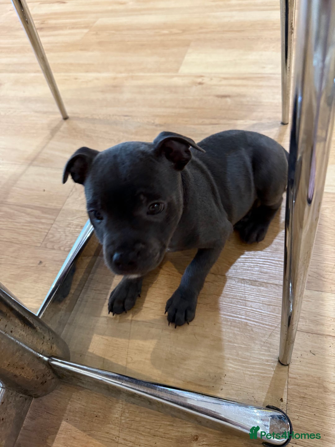 Staffordshire Bull Terrier dogs for sale: Stunning Staffordshire Bull Terrier pups   in Farnborough - Image 12