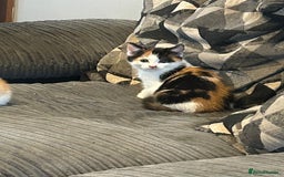 Mixed Breed cats for sale: Mixed breed British shorthair  - Image 2