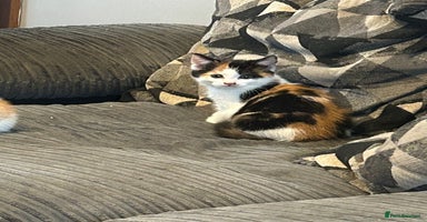 Mixed Breed cats - Advert 5