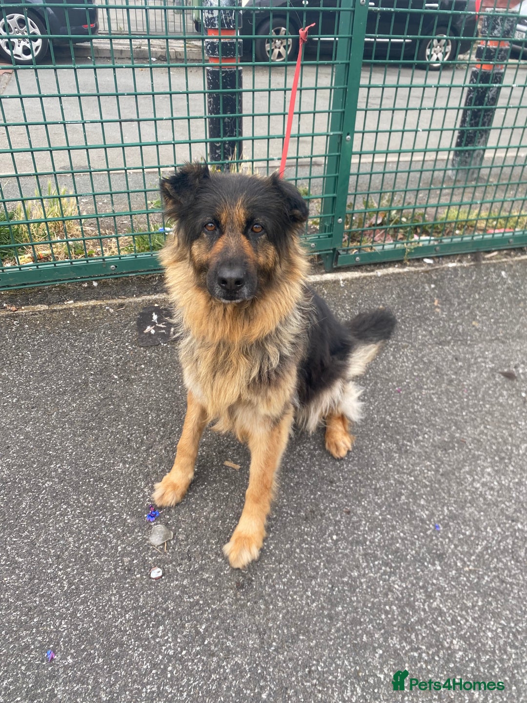 German Shepherd dogs for sale: SHEBA 7 YEAR OLD GERMAN SHEPHERD  - Image 4
