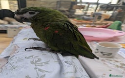 Macaws birds for sale: Ara Hahna red shouldered macaw tamed babies - Image 9