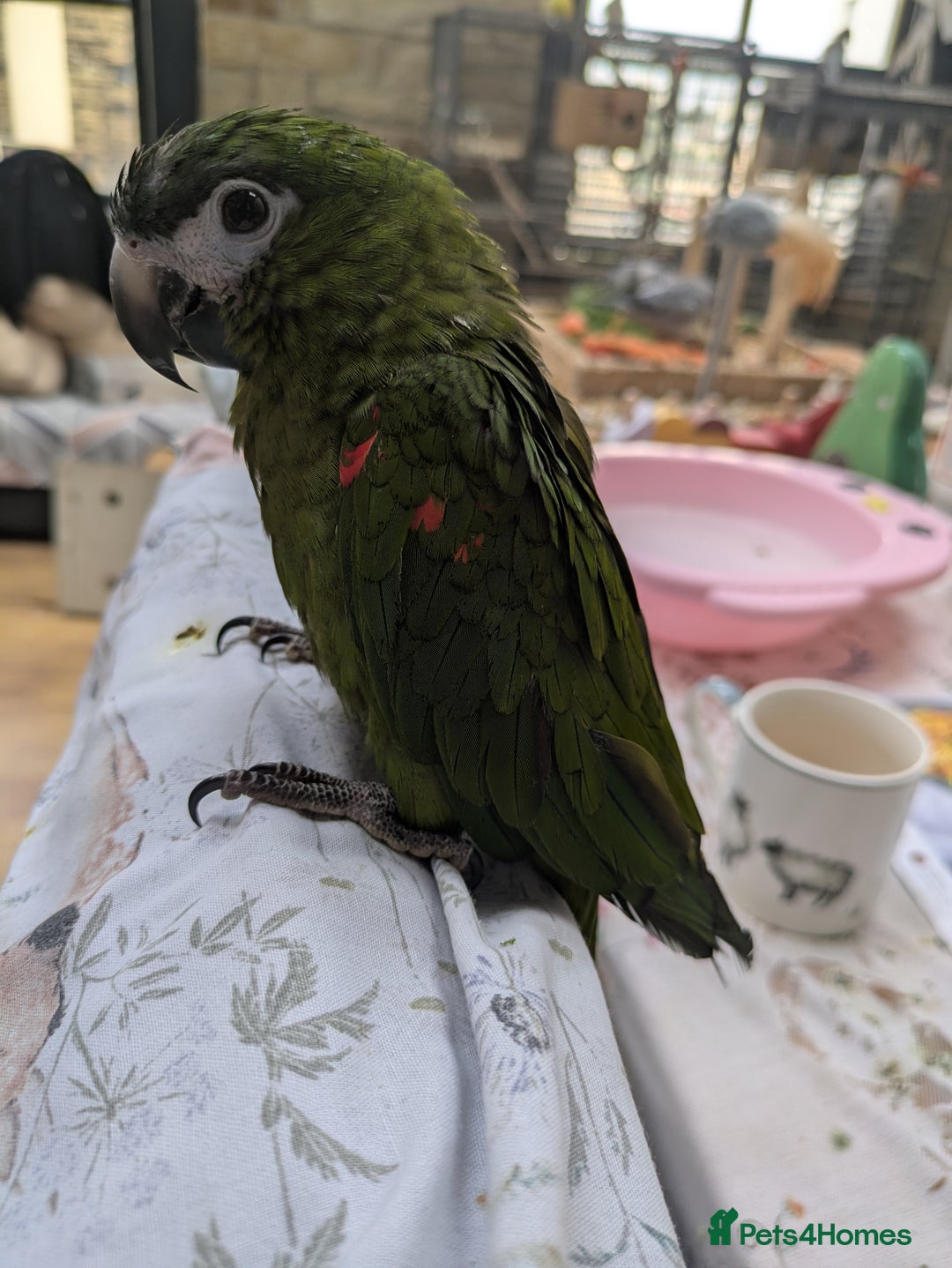 Macaws birds for sale: Ara Hahna red shouldered macaw tamed babies - Image 9