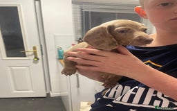 Miniature Dachshund dogs for sale: 2 x Miniature dachshund  - Image 19