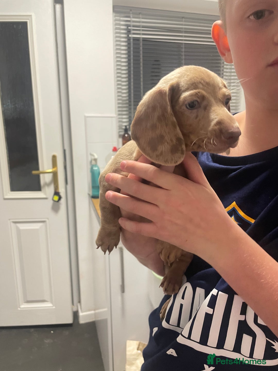 Miniature Dachshund dogs for sale: 2 x Miniature dachshund  - Image 19