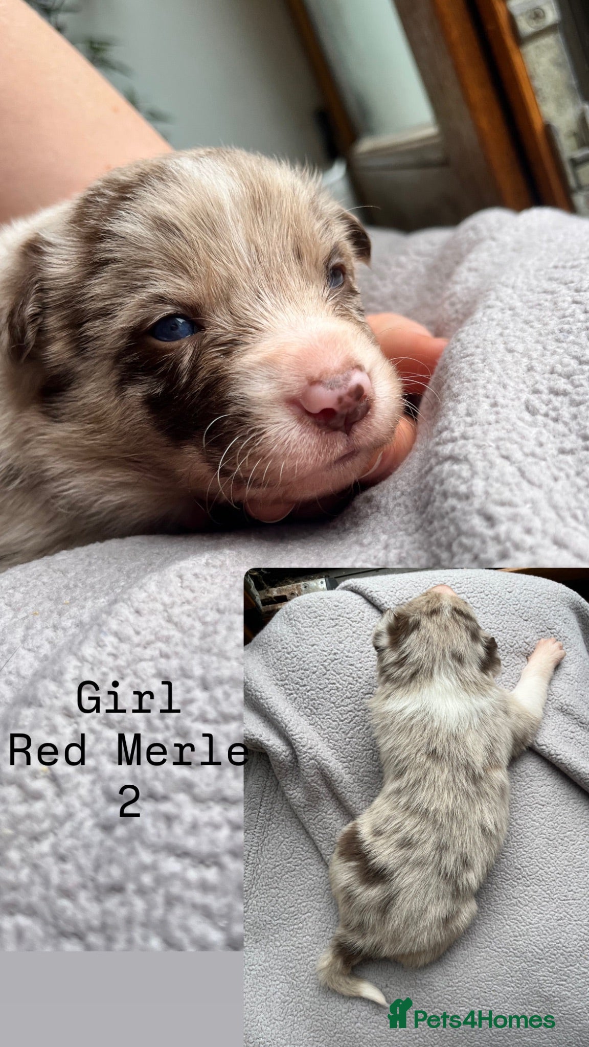 Border Collie dogs ISDS/KC Border Collie puppies for sale  - Advert 2