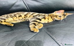 Bengal cats for sale: Exceptional European Tica registered male Bengal   - Image 5