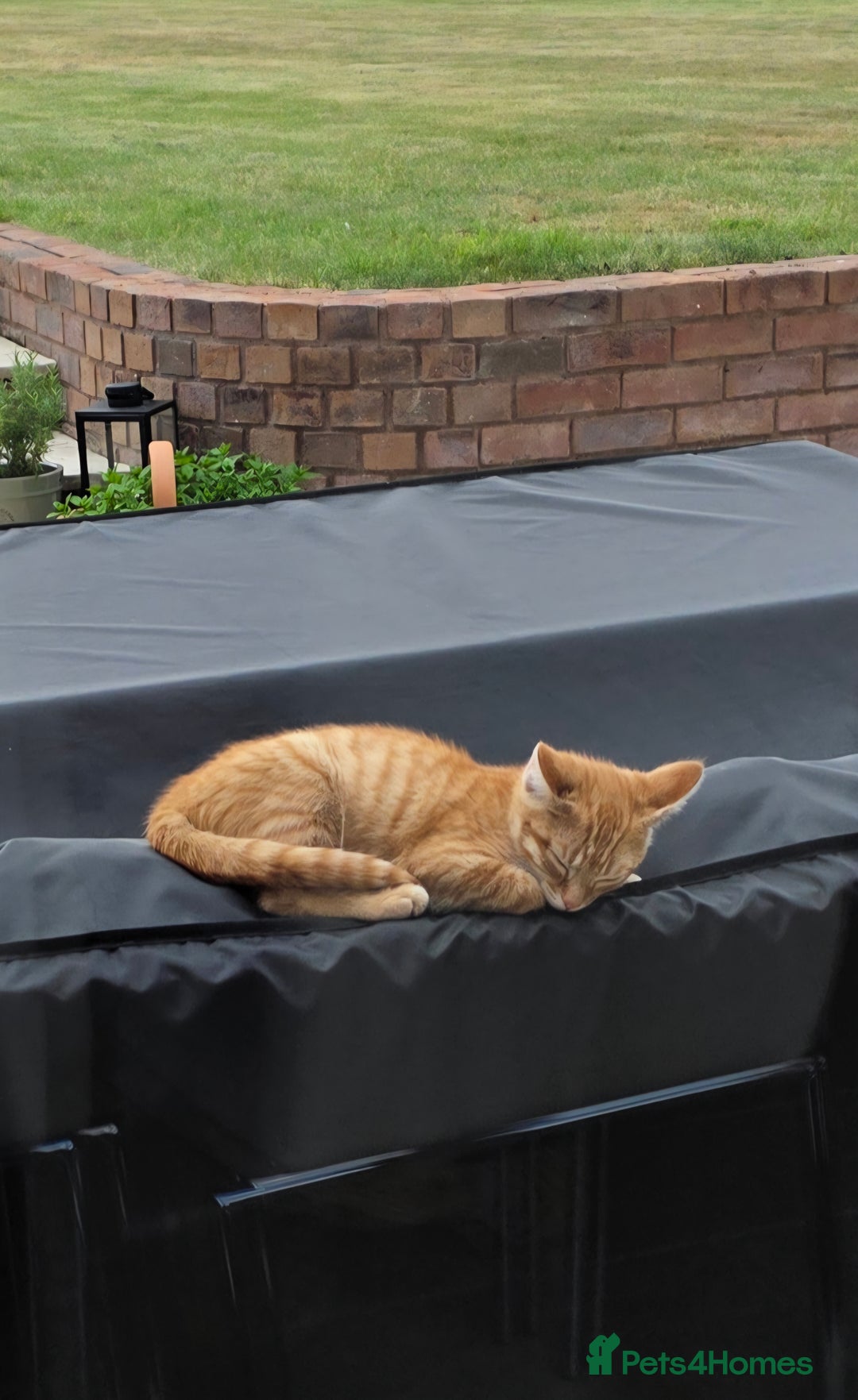 Mixed Breed cats for sale: 2 kittens need a loving home - Image 3