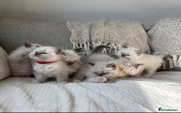 Ragdoll cats for sale: True to type, pure bred Ragdoll kittens  - Image 2