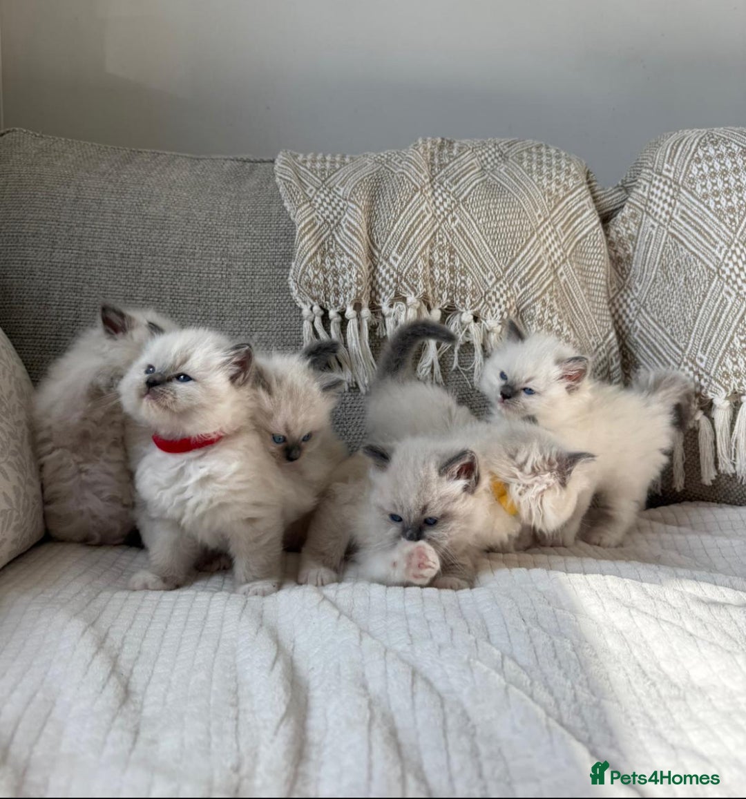 Ragdoll cats for sale: True to type, pure bred Ragdoll kittens  - Image 2