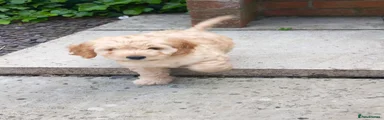 Cockapoo Puppy 6