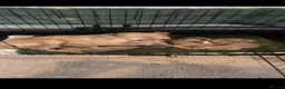 Italian Greyhound dogs for sale: Stunning Italian greyhound puppies  - Advert 2