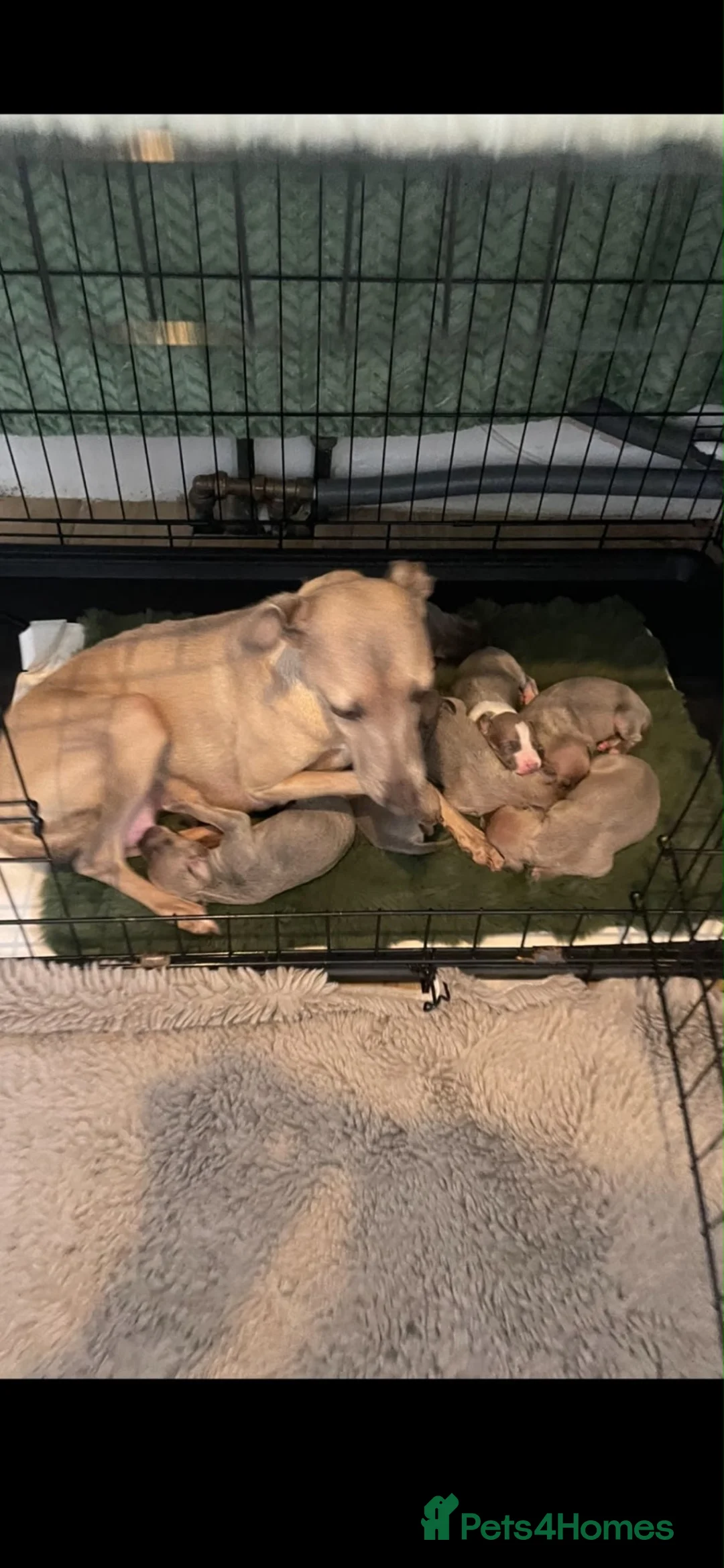 Italian Greyhound dogs for sale: Stunning Italian greyhound puppies  - Advert 2