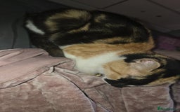 Mixed Breed cats for sale: Beautiful Mixed breed kittens  in Dartford - Image 3
