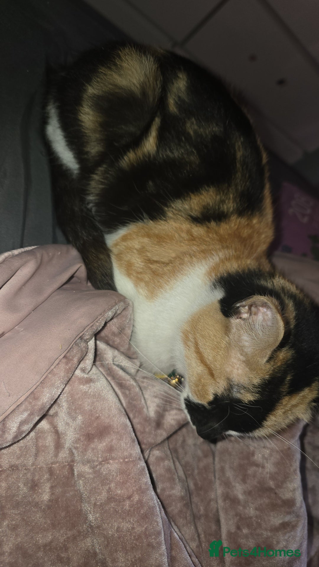 Mixed Breed cats for sale: Beautiful Mixed breed kittens  in Dartford - Image 3