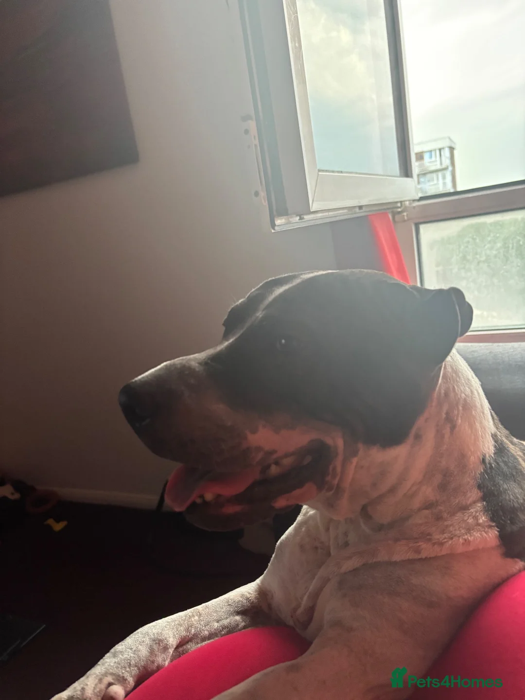 Mixed Breed dogs for sale: Meet blue  in Bedford - Advert 2