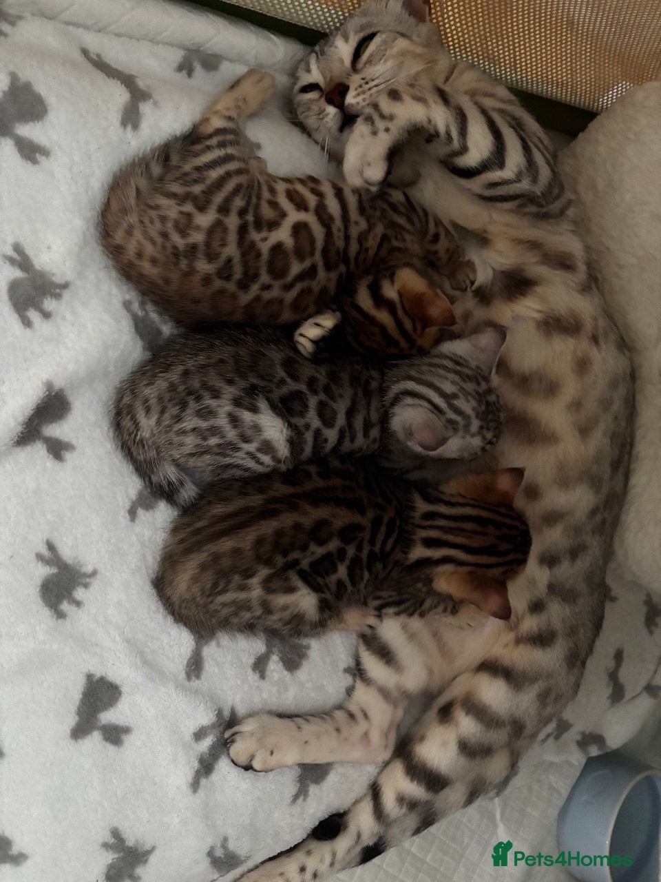 Bengal cats Bengal kittens - Advert 1