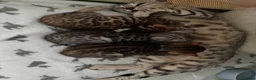 Bengal cats for sale: Bengal kittens - Advert 1