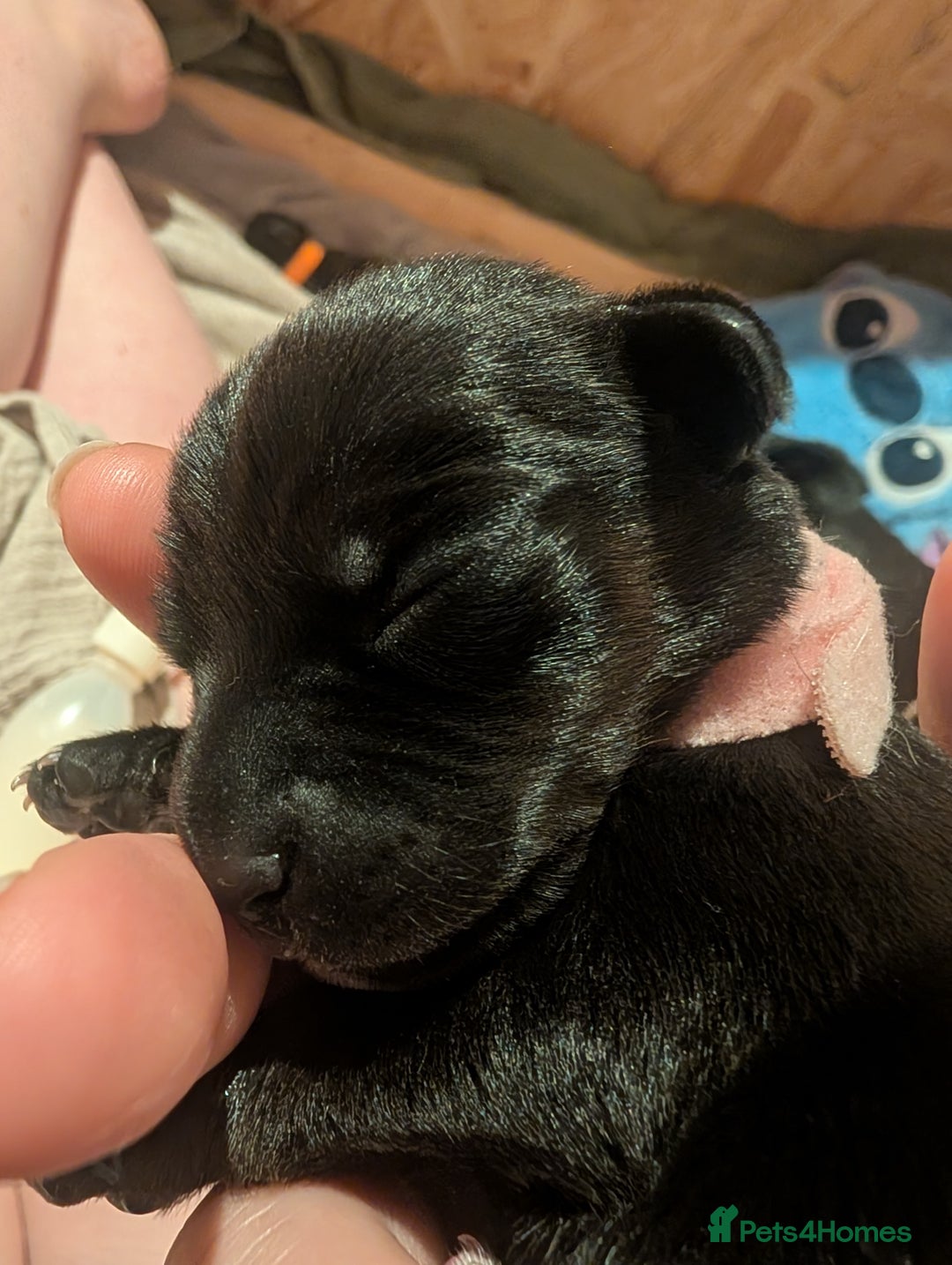 Mixed Breed dogs for sale: Doxie-Dales  - Image 10