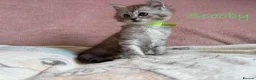 Persian cats for sale: Absolutely beautiful Persian/ragdoll Kittens - Advert 14